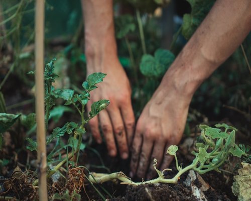 Hands gardening with plants and soil